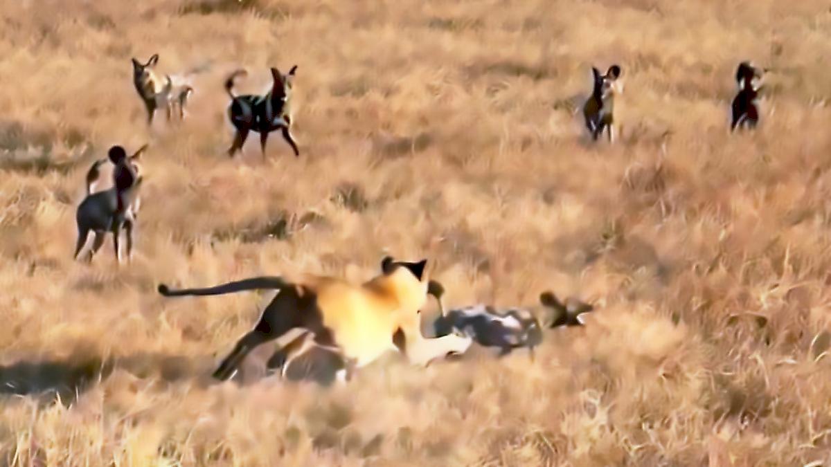 Стая диких псов отбила своего сородича у львицы на глазах у туристов в ЮАР