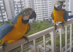 Владелец двух попугаев проверил преданность своих питомцев, выпустив их на свободу в Сингапуре (Видео)