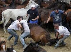 Тысячи испанцев приняли участие в массовой «объездке» диких лошадей в Галисии. (Видео) 9