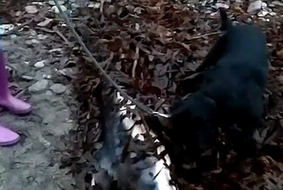 Собака отдала дань уважения и похоронила дельфина, выброшенного на берег залива в Британии. (Видео)
