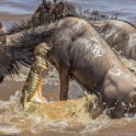 Британский турист сфотографировал, как огромный крокодил «пообедал» антилопой гну в Кении.