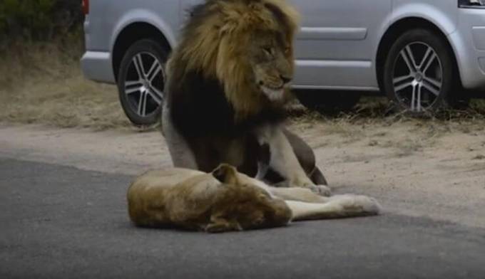 Львы, не обращая внимания на туристов, занялись увеличением своего потомства в африканском заповеднике (Видео)