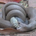 Коричневая змея «пообедала» своей ядовитой соплеменницей на глазах у шокированной австралийки. (Видео)