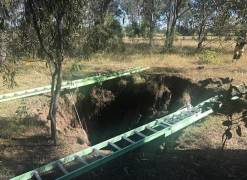 Собака и коала, убегающие друг от друга, угодили в яму, где провели 4 часа, дожидаясь спасателей. (Видео) 1