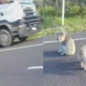 Две коалы устроили разборку посередине автодороги в Австралии. (Видео)