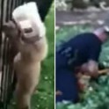 Медвежонок с пластиковой бутылкой на голове был спасён в парке Калифорнии (Видео)