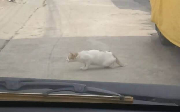 «Парализованная» кошка перекрыла движение в тайском переулке. (Видео)