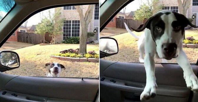 Видео с собакой, запрыгнувшей в автомобиль, бьёт рекорды просмотров в интернете.