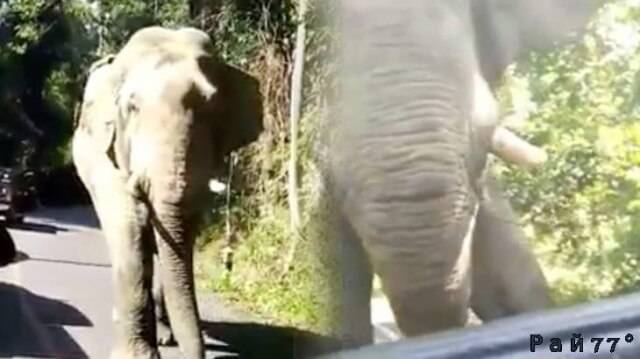 Группа туристов, сидящих в открытом кузове легкового автомобиля попали в крайне неприятное положение, когда огромный слон решил познакомиться поближе с непрошенными гостями.