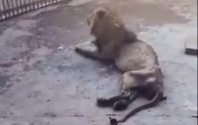 Невероятно тощий лев содержится в зоопарке Бангладеш. (Видео)