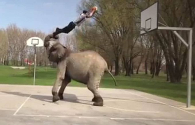 Слон помог акробату исполнить зрелищный трюк и забросить мяч в корзину (Видео)