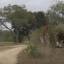 Два жирафа не поделили территорию заповедника в Южной Африке (Видео) 5