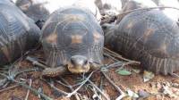 10976 лучистых черепах были обнаружены в особняке на Мадагаскаре 6