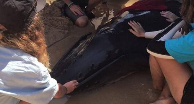 Новорожденный горбатый кит, застрявший на пляже, после неудачной спасательной операции был подвергнут эвтаназии на побережье Австралии. (Видео)