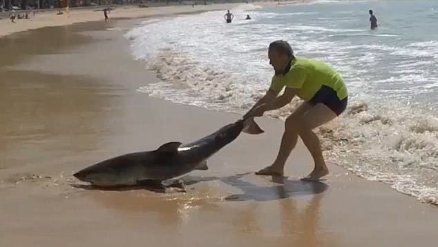 Смелый австралиец вернул в море, выброшенную на берег белую акулу. (Видео)