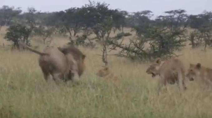 Свирепая львица, защищая своего детёныша, прогнала кочевого льва в кенийском заповеднике (Видео)