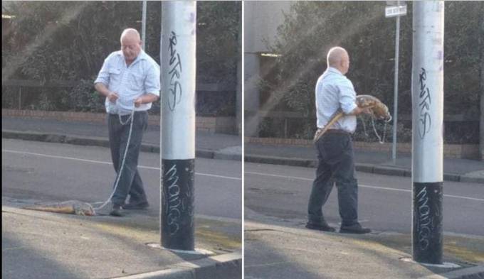 Мужчина, выгуливающий крокодила в Мельбурне, привлёк внимание свидетелей инцидента.