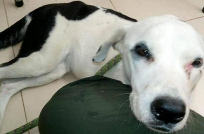 Брошенная собака умерла от тоски, не дождавшись хозяина в аэропорту Колумбии...
