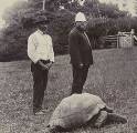 Самая старая в мире черепаха, обитающая на острове Святой Елены оказалась «геем» 2