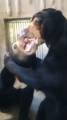 Медведица нокаутировала своего детёныша в японском зоопарке (Видео) 2