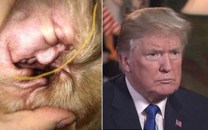 Американец обнаружил сходство уха своего пса с... Дональдом Трампом.