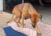 Собака четыре месяца дежурит возле больницы в Бразилии, дожидаясь своего хозяина 2