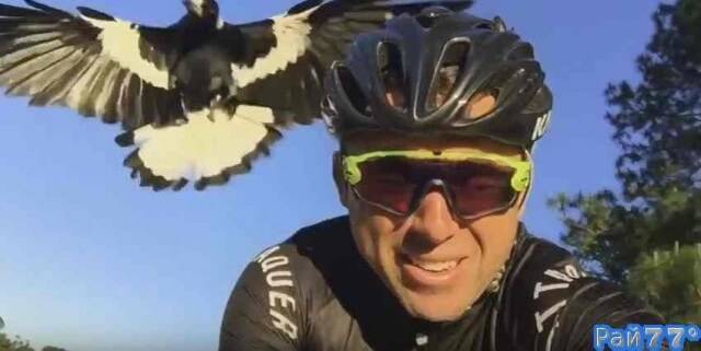 Австралиец Энтони Ньюман, проезжая на велосипеде мимо небольшой деревни Чилингхэм (Новый Южный Уэльс, Автралия) стал объектом для нападения пернатого агрессора, который за одну минуту совершил 13 атак на шлем молодого человека.