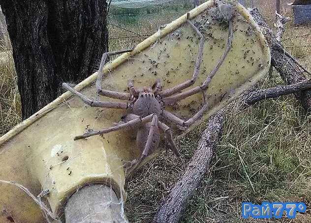 Гигантского паука сфотографировали в сельской местности, недалеко от города Брисбена (штат Квинсленд).