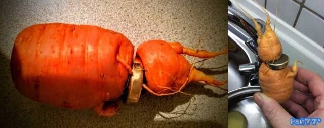 Немец обнаружил потерянное обручальное кольцо на моркови