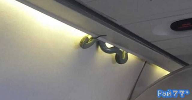 Змея неожиданно появилась в самолёте во время авиаперелёта в Мексике